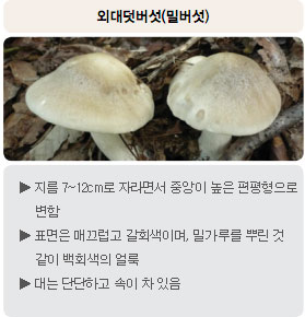 식용버섯 - 외대덧버섯(밀버섯) : 지름 7~12cm로 자라면서 중앙이 높은 편평형으로 변함, 표면은 매끄럽고 갈회색이며, 밀가루를 뿌린 것 같이 백회색의 얼룩, 대는 단단하고 속이 차 있음
