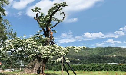 양산의 자랑 신전리 이팝나무