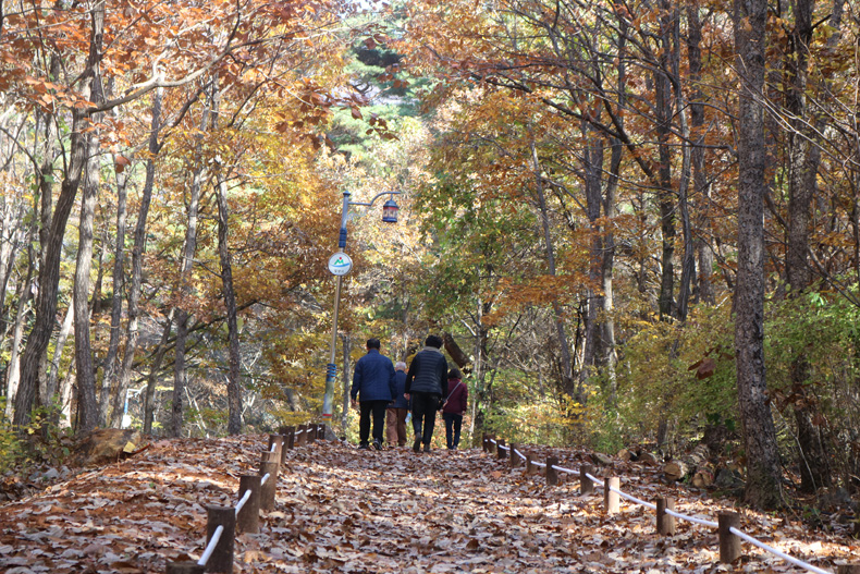 여행객이 표충사로 가는 산책길에서 소복이 쌓인 낙엽을 밟으며 걷고 있다. 
