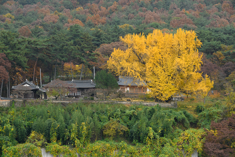 밀양강 건너편에서 바라본 금시당, 백곡재, 450년 수령의 은행나무(좌측에서부터)