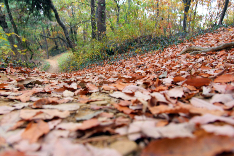 진주 선학산 전망대로 가는 길은 낙엽이 카펫처럼 깔려 푹신하다. 