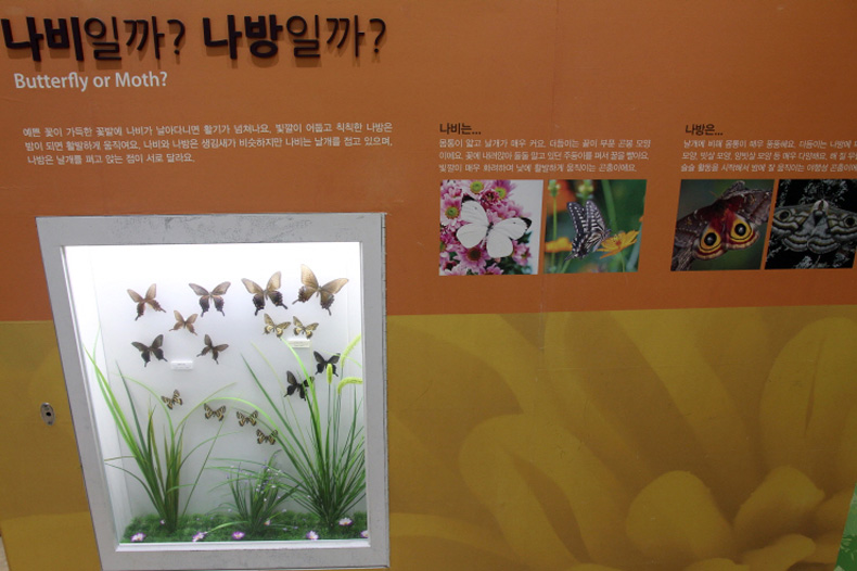 의령곤충생태학습관 전시실에서는 나비와 나방을 확연히 구별하는 법을 일러준다.



