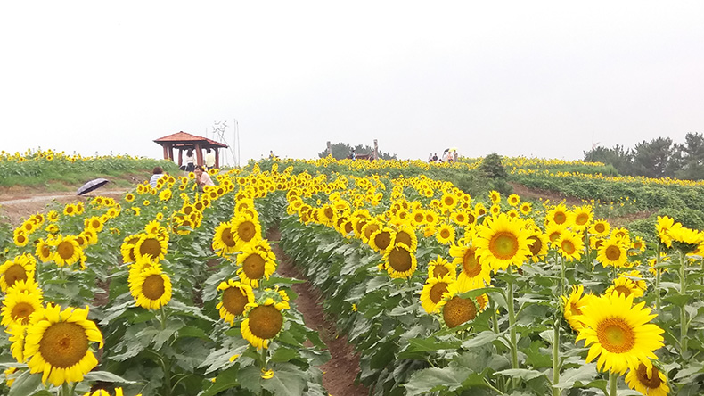 경남 도내 9월 맞아 꽃 축제 및 다양한 행사