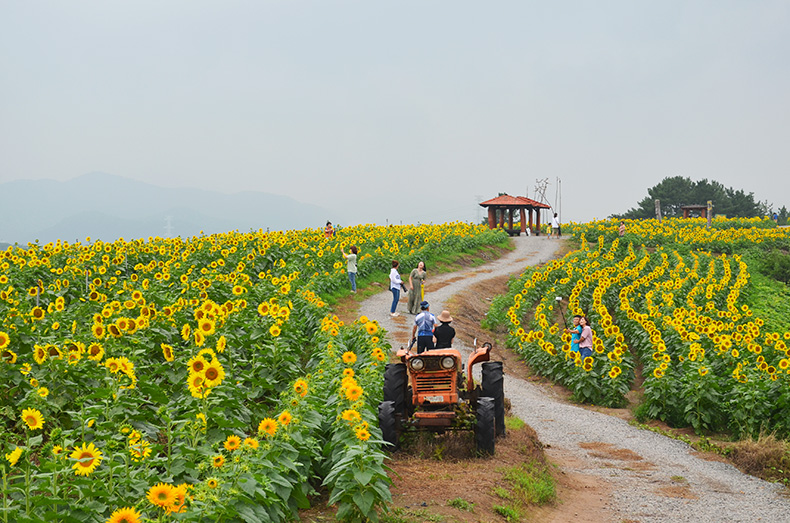 경남 도내 9월 맞아 꽃 축제 및 다양한 행사
