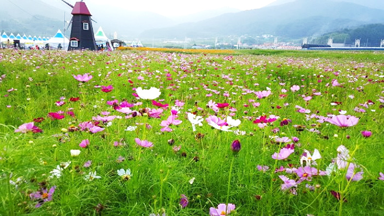 경남 도내 9월 맞아 꽃 축제 및 다양한 행사g