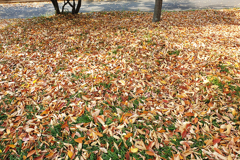 창원의 낙엽길