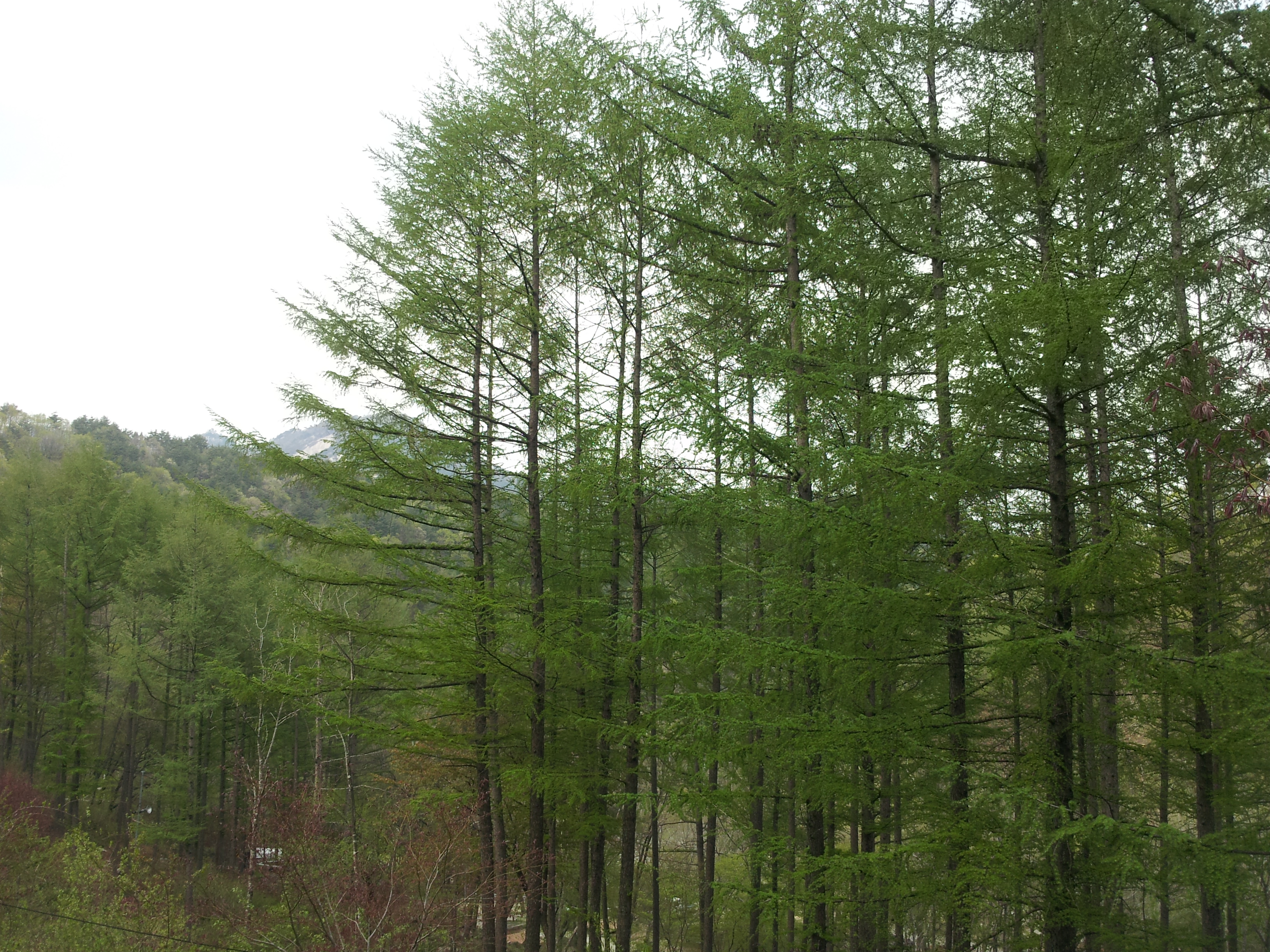 금원산자연휴양림의 색깔. 연두색( 낙엽송) 의 파일 이미지