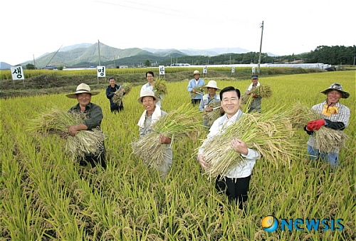 고성군, 올해 생명환경농업 쌀 수확의 파일 이미지