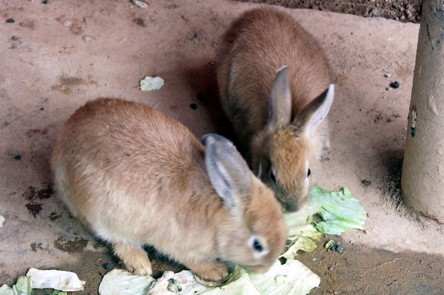 풀을 뜯어 먹고 있는 갈색 토끼 두마리