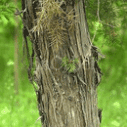 노간주나무의 기둥
