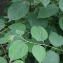 헛개나무의 잎
