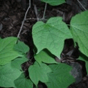 박쥐나무의 잎