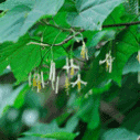 박쥐나무의 꽃