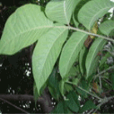 옻나무의 잎