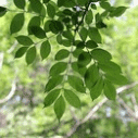 들메나무의 잎