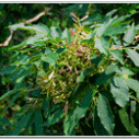 들메나무의 꽃
