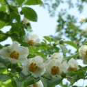 노각나무의 꽃