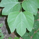 생강나무의 잎