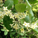 보리수나무의 꽃