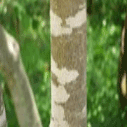 물푸레나무의 나무기둥