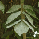 물푸레나무의 잎