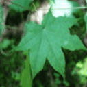 고로쇠나무의 잎