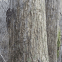 고로쇠나무의 나무기둥