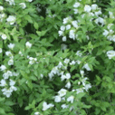 고광나무의 꽃과 잎