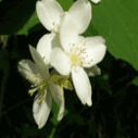 고광나무의 꽃