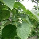 쪽동백나무의 잎