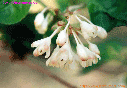 고추나무의 꽃