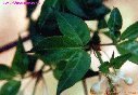 고추나무의 잎