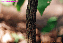 노린재나무의 나무기둥