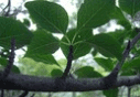 대팻집나무의 잎
