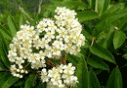 마가목의 꽃