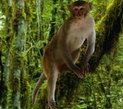 히말라야원숭이 사진