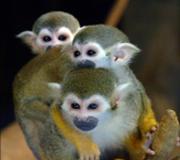 다람쥐 원숭이 사진