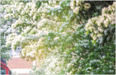 양산시를 상징하는 아팝나무 사진 