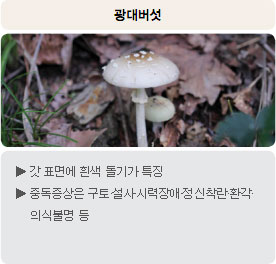 독버섯 - 광대버섯 : 갓 표면에 흰색 돌기가 특징 중독증상은 구토·설사·시력장애·정신착란·환각·의식불명 등