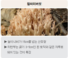 식용버섯 - 참싸리버섯 : 높이·너비가 15cm를 넘는 산호형, 하반부는 굵기 3~5cm인 흰 토막과 같은 자루로 되어 있는 것이 특징