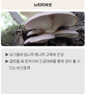 식용버섯 - 느타리버섯 : 늦가을에 참나무·팽나무 고목에 군생, 잘랐을 때 흰색이며 인공재배를 통해 흔히 볼 수 있는 버섯종류