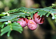 개비자나무 열매