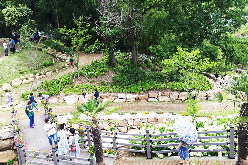 김해시 수안마을 수국정원축제g