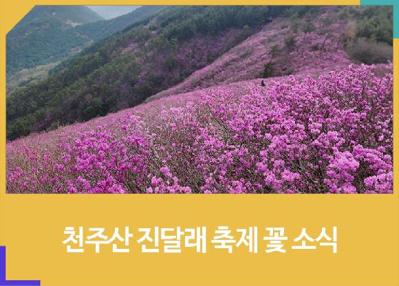 천주산 진달래 축제 꽃 소식의 파일 이미지