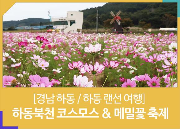 [경남 하동 / 하동 랜선 여행] 하동북천 코스모스 & 메밀꽃 축제의 파일 이미지