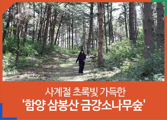[행복한 여행]걷고 싶은 길…사계절 초록빛 가득한 함양 삼봉산 금강소나무숲의 파일 이미지