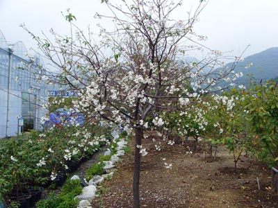 진해 가을 벚꽃 볼 수 있다의 파일 이미지