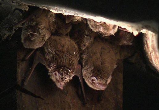 동굴 천장에 거꾸로 달려있는 박쥐들