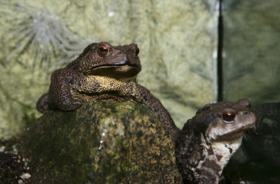 어딘가를 바라보고 있는 두꺼비 두마리