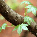 음나무의 잎